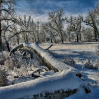 Frost Laden