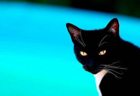 Black cat - cats, black