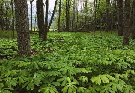 Smoky mountains - nature, three, forest