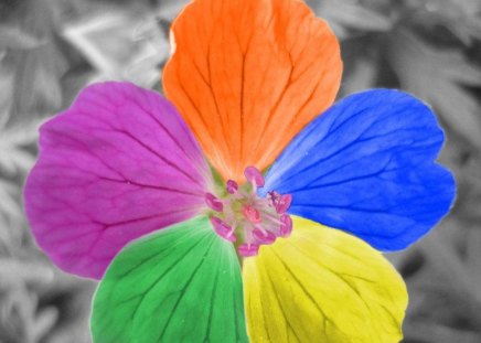 Flower - petal, colors, abstract, flower