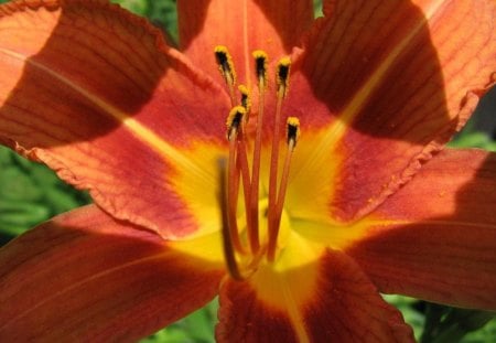 Red - flower, nature, iris