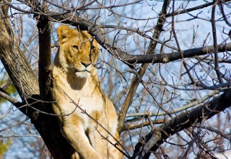 Lioness - animal, lioness, tree