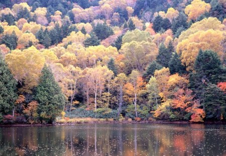 HDAutumn Scene  - nature, landscape