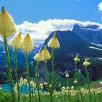 Beargrass  Grinnell Lake  Glacier National Park  Montana