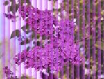 LILAC BLINDS