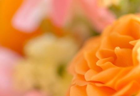 Rose - flowers, nature, rose, orange, petals