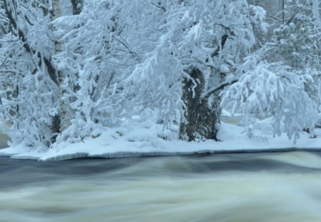 Winter - winter, nature, trees, snow