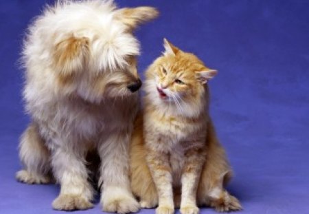 Good friends - funny, friend, animal, cute, cat, love, yellow, blue, white, fur, couple, ginger, dog