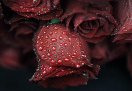 The Rose - nature, red, drops, rose, floral, my love