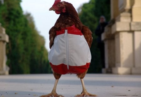 Chicken - man, jacket, boy, chicken