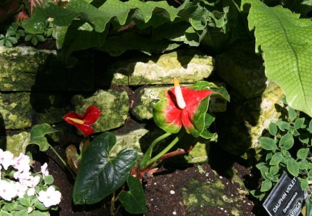 A remarkable day at Edmonton garden 06 - white, red, photography, leaves, green, flowers, garden, flamingo lily