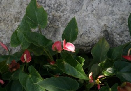 A remarkable day at Edmonton garden 18 - white, red, garden, flamingo lily, rocks, flowers, photography, green