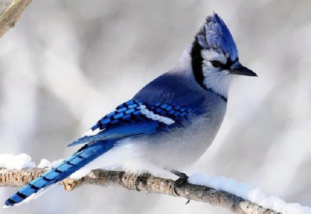 Jay - bird, Blue jay, branch, winter, snow