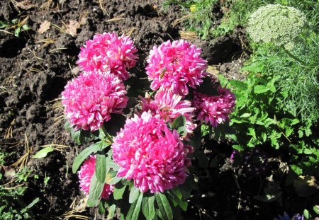 A remarkable day at Edmonton garden 24 - garden, soil, brown, pink, flowers, dahlia, photography, green