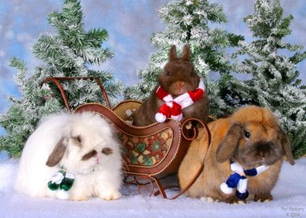 Winter trio - white, brown, winter, scarves, rabbits, trees, snow