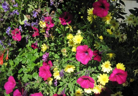 A remarkable day at Edmonton garden 28 - Flowers, yellow, photography, purple, red, green, garden, Petunias, Daisy