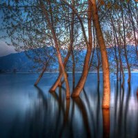 Lake trees