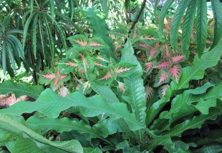 A remarkable day at Edmonton garden 36 - red, garden, brown, flowers, photography, leaves, green