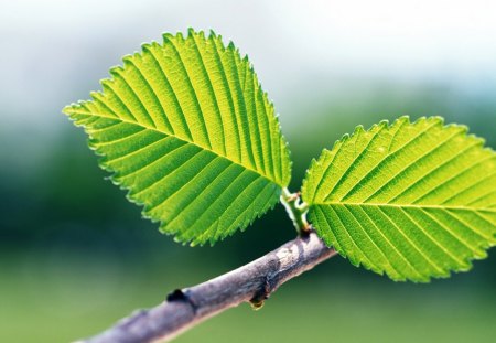 ☆ - nice, nature, leaf, green