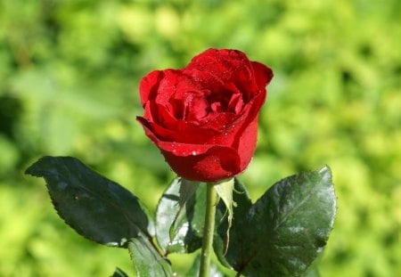   ROSE,❤ - red rose, green, rose, nice, lovely