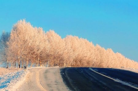 Snowy bend - trees, snow, winter, rows, highway