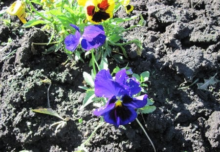 A remarkable day at Edmonton garden 47 - Flowers, yellow, brown, photography, soil, black, purple, garden, pansy