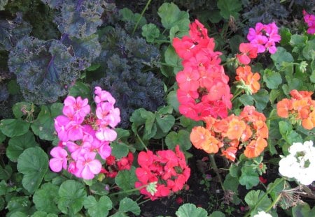 A remarkable day at Edmonton garden 50 - white, red, garden, pink, flowers, photography, orange, green