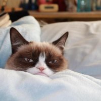 Grumpy Cat