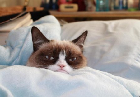 Grumpy Cat - grumpy cat, cute, cat, tartar sauce