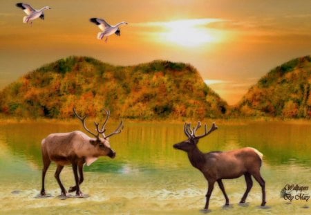 Golden Serenity - nature, lakes, animals, geese, sunsets, water, elk