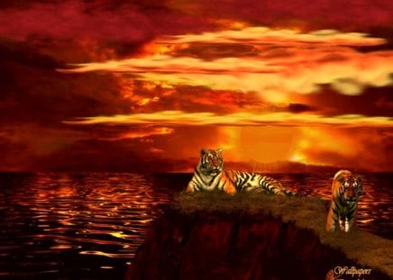 Majesties - Animals, BigCats, Water, Tiger, Cats, Tigers, Sunsets