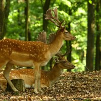 Beautiful Deer in the Forest