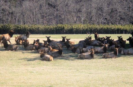 Buffalo River Elk - boxley, ponca, buffalo river, Elk