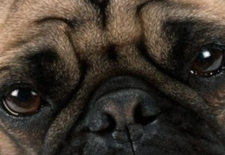 PUG - face, wrinkles, cute, black