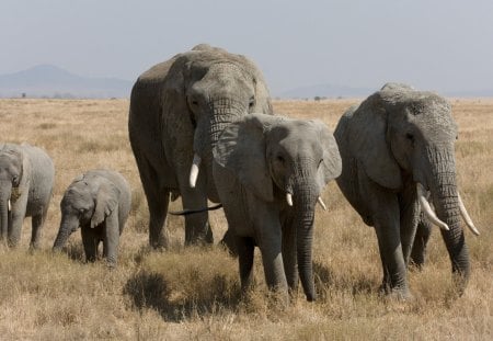 African Bush Elephant Family - large, elephants, Africa, beautiful, fields, walking, animals, family