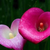 Beautiful Flowers