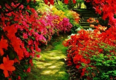 Brilliant Floral Walkway - flowers, colorful, nature, reds, walkway