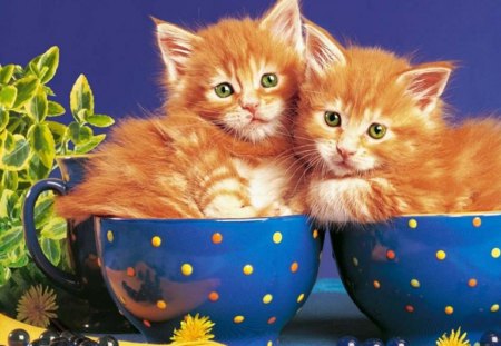 Kitty Cups - cups, kittens, animals, blue, cats