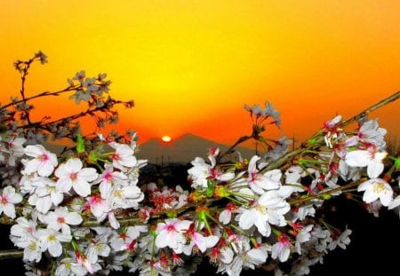 Blossoms at Sunset - flowers, blossoms, sunset, nature, view