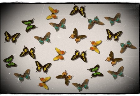 Butterflies - wings, butterflies, wallpaper, butterfly