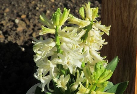 White Hyacynth - blooms, flowers, hyacynths, flora