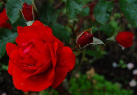 ROSE,â¤ - roses, red, beautiful, pure, red roses