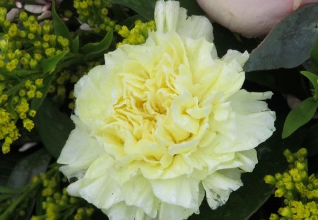 Creamy Carnation - blooms, flowers, flora, carnations