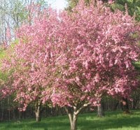 Spring tree