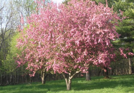 Spring tree - flowers, spring, Massena, apple tree