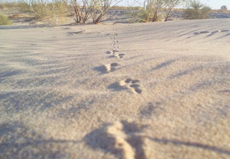 Traces of birds - traces, desert, sand, bird, birds