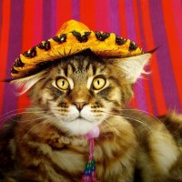 A cat in a mexican hat