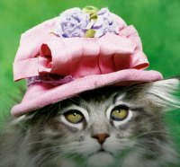 A cat in a pink hat