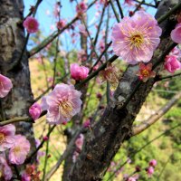 Cherry Blossom