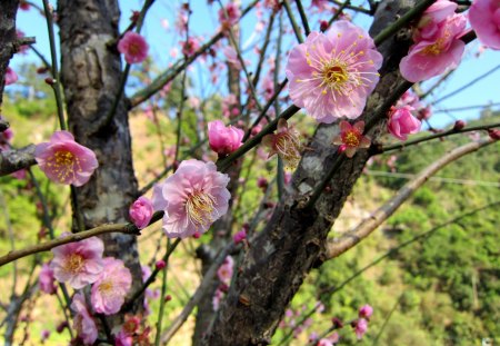 Cherry Blossom - flowers, pretty, pink, soft